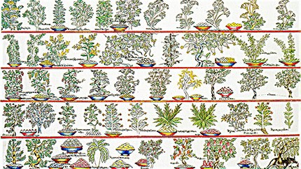 藏藥材資源分布、發展史